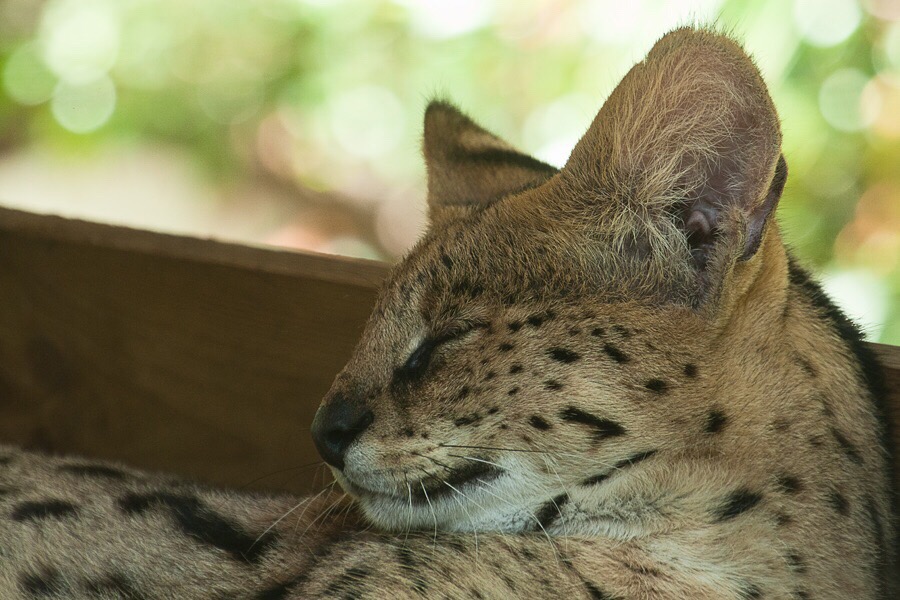 schlafender Serval.jpg
