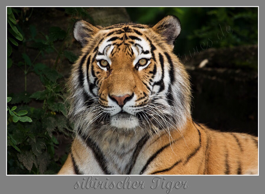 sibirischer Tiger.jpg